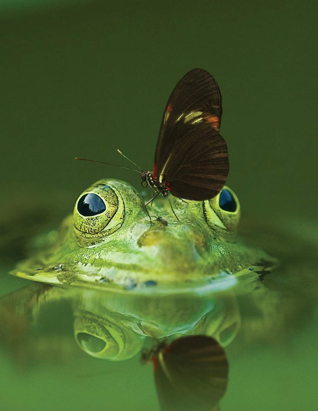 Butterfly and Frog Sketchbook: Blank Art Pad Notebook Journal Portfolio (Go Green 365 Sketch, Band 24) Hobbies & Crafts
