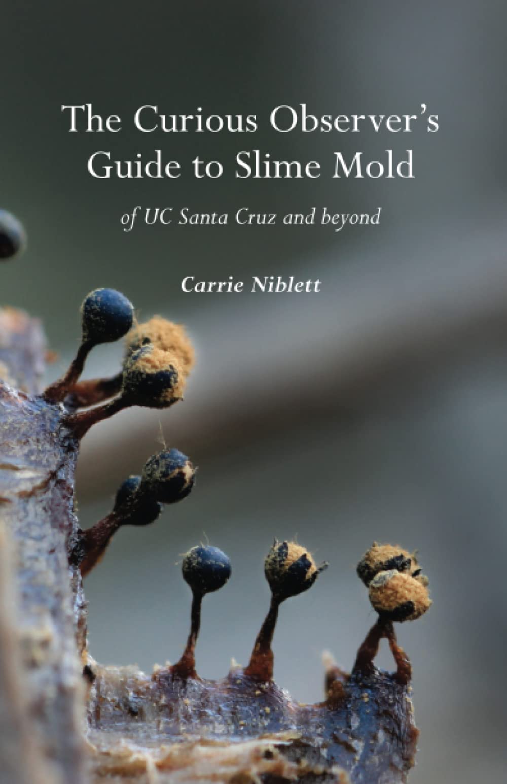The Curious Observer's Guide to Slime Mold of UC Santa Cruz and Beyond Mathematics