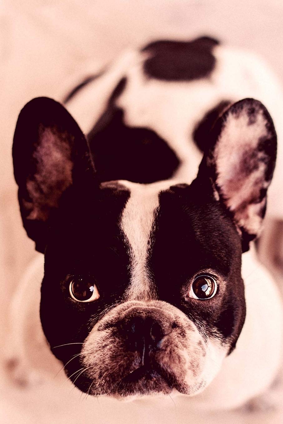 Journal: Cute French Bulldog Glossy Cover Lined Paper Composition Notebook/Journal To Write In 6x9" 150 Pages book