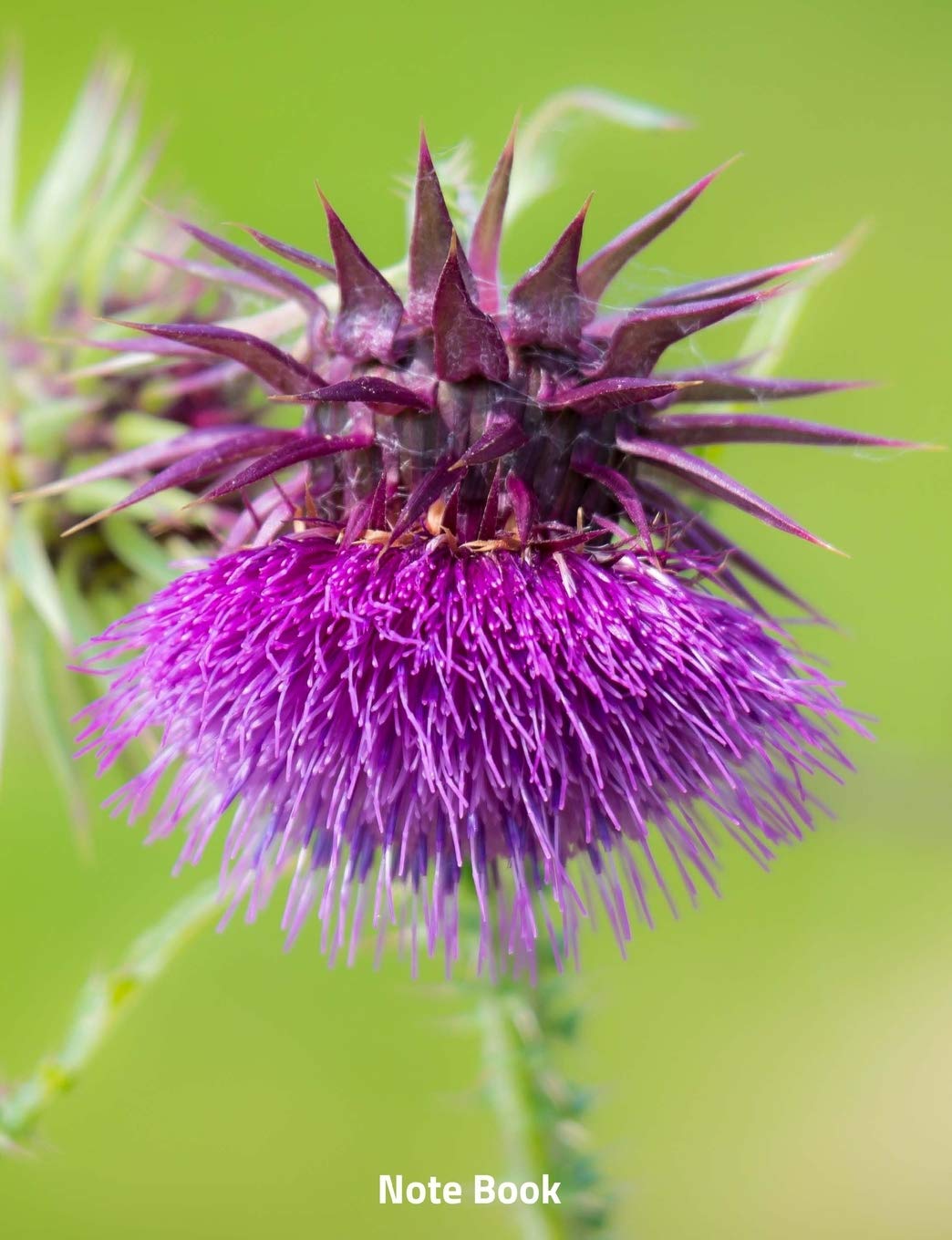 Note Book: Flowered Thistle, Writing Book, Wide lined, 200 paged 7.44" x 9.69" Essays & Short Stories
