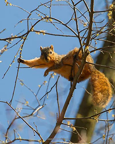Relaxed Squirrel 7.5"x9.25" 200 page project journal: features a cheeky squirrel relaxing on tree branches on a sunny spring day, 19.05cm x 23.49cm, ... write in margin, see inside for page layout Nature & Animals