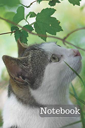 Notebook: Cat Notebook for Coloring Drawing and Writing (110 Pages, Blank, 6 x 9) Pets