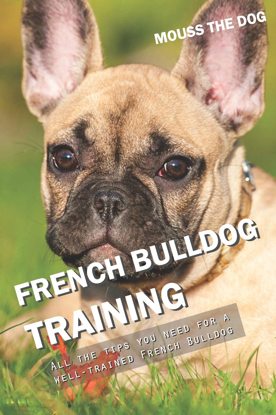 FRENCH BULLDOG TRAINING: All the tips you need for a well-trained French Bulldog Pets