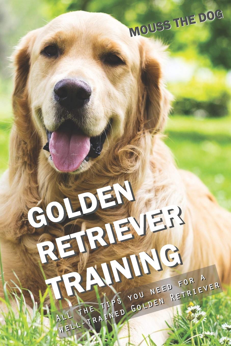 GOLDEN RETRIEVER TRAINING: All the tips you need for a well-trained Golden Retriever Pets