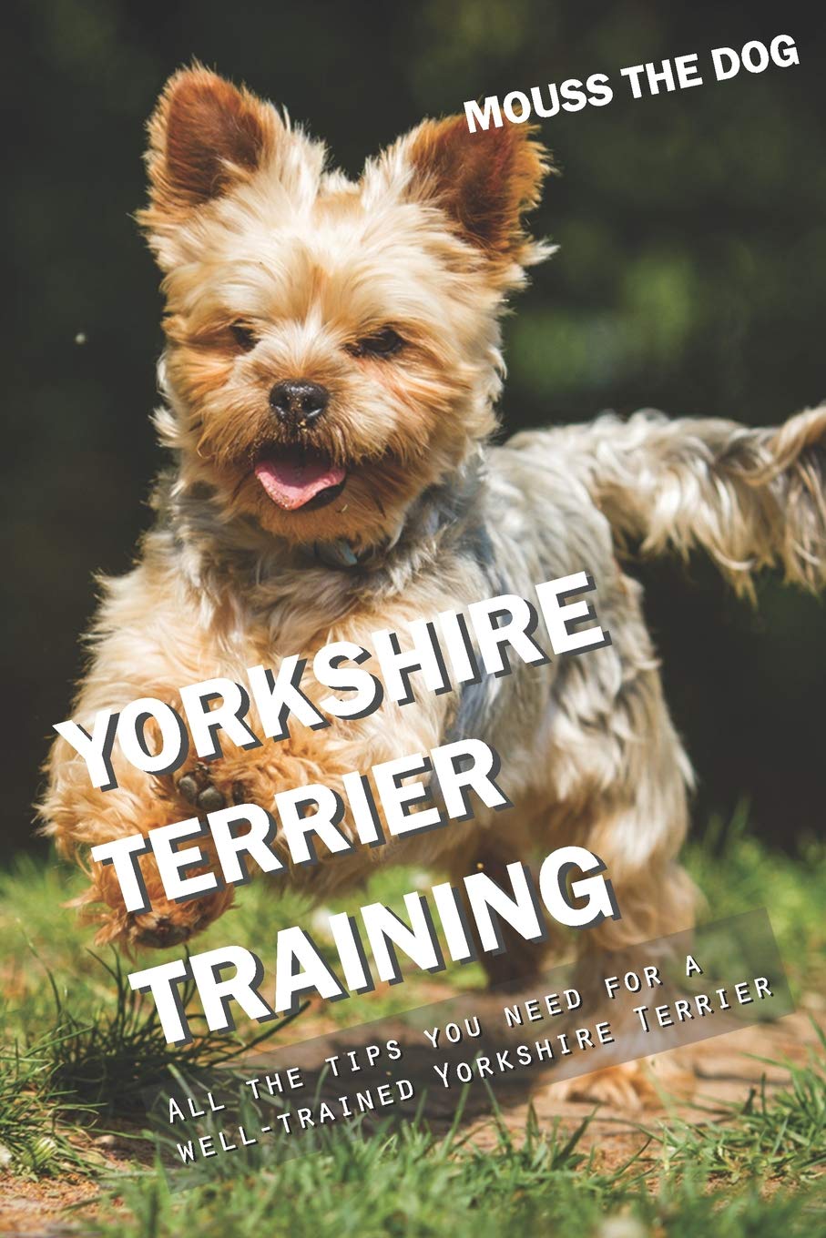 YORKSHIRE TERRIER TRAINING: All the tips you need for a well-trained Yorkshire Terrier Pets