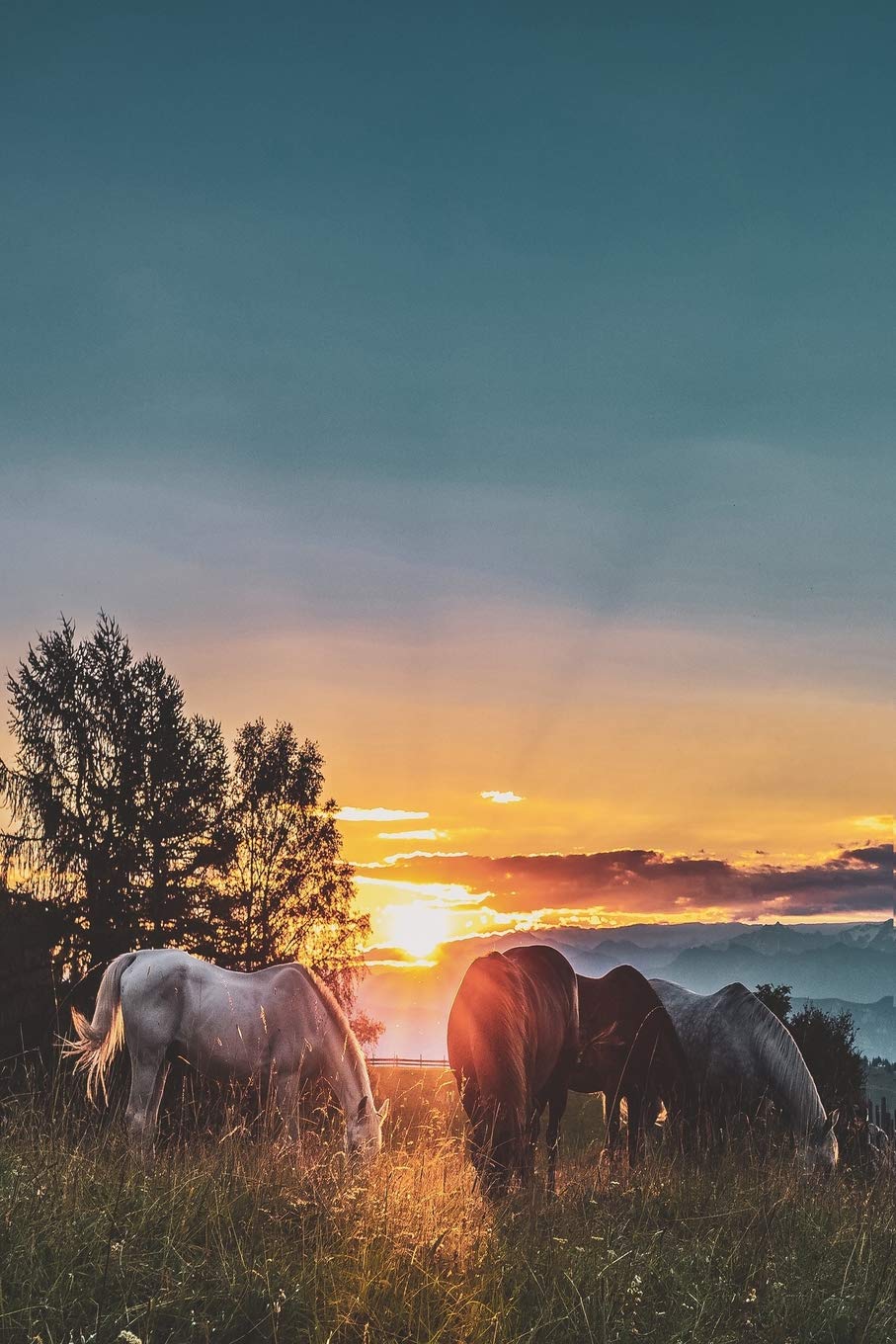 Horse Lover's Journal: 6x9 wide-ruled notebook for horse lovers Pets