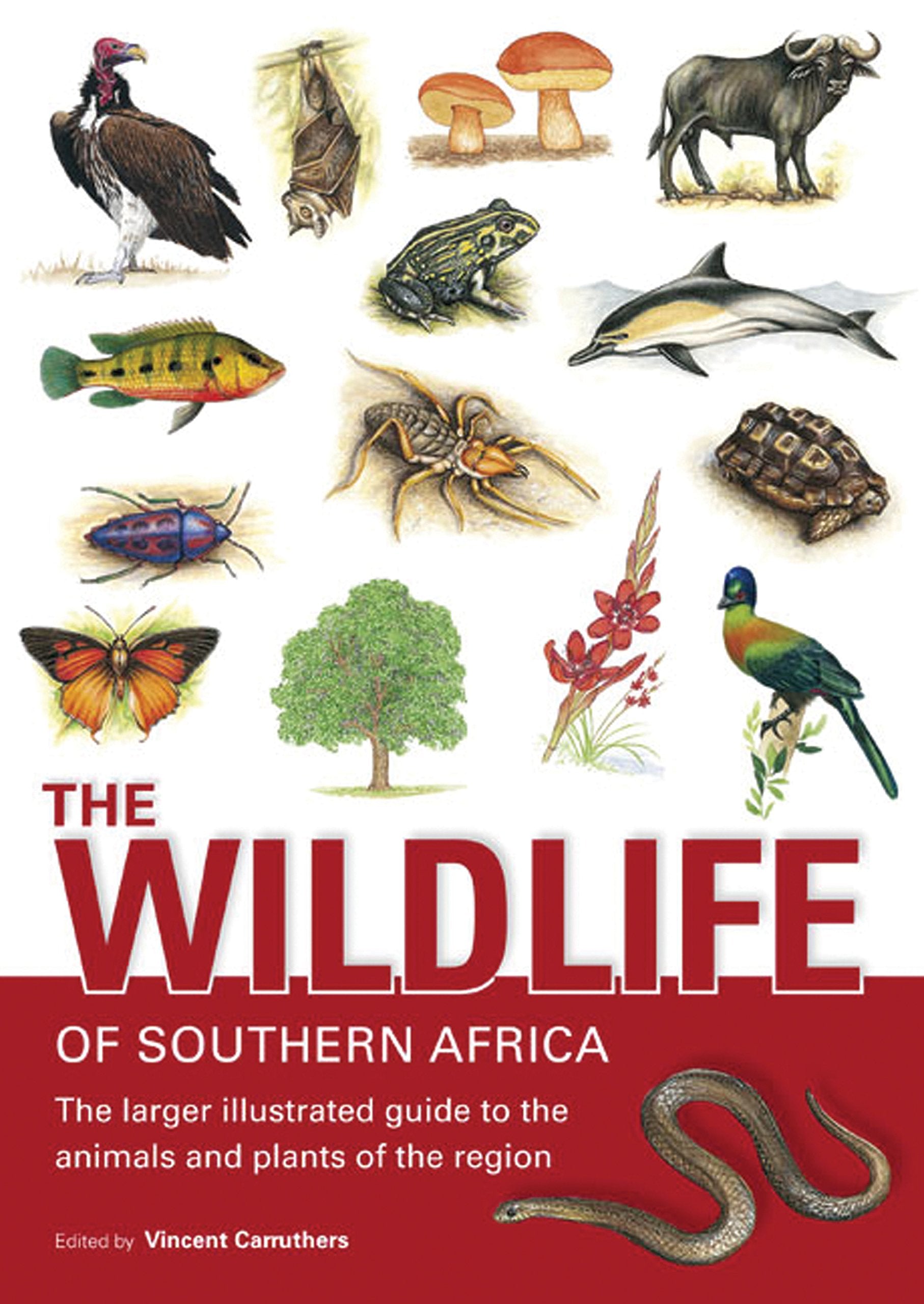 The Wildlife of Southern Africa Mathematics
