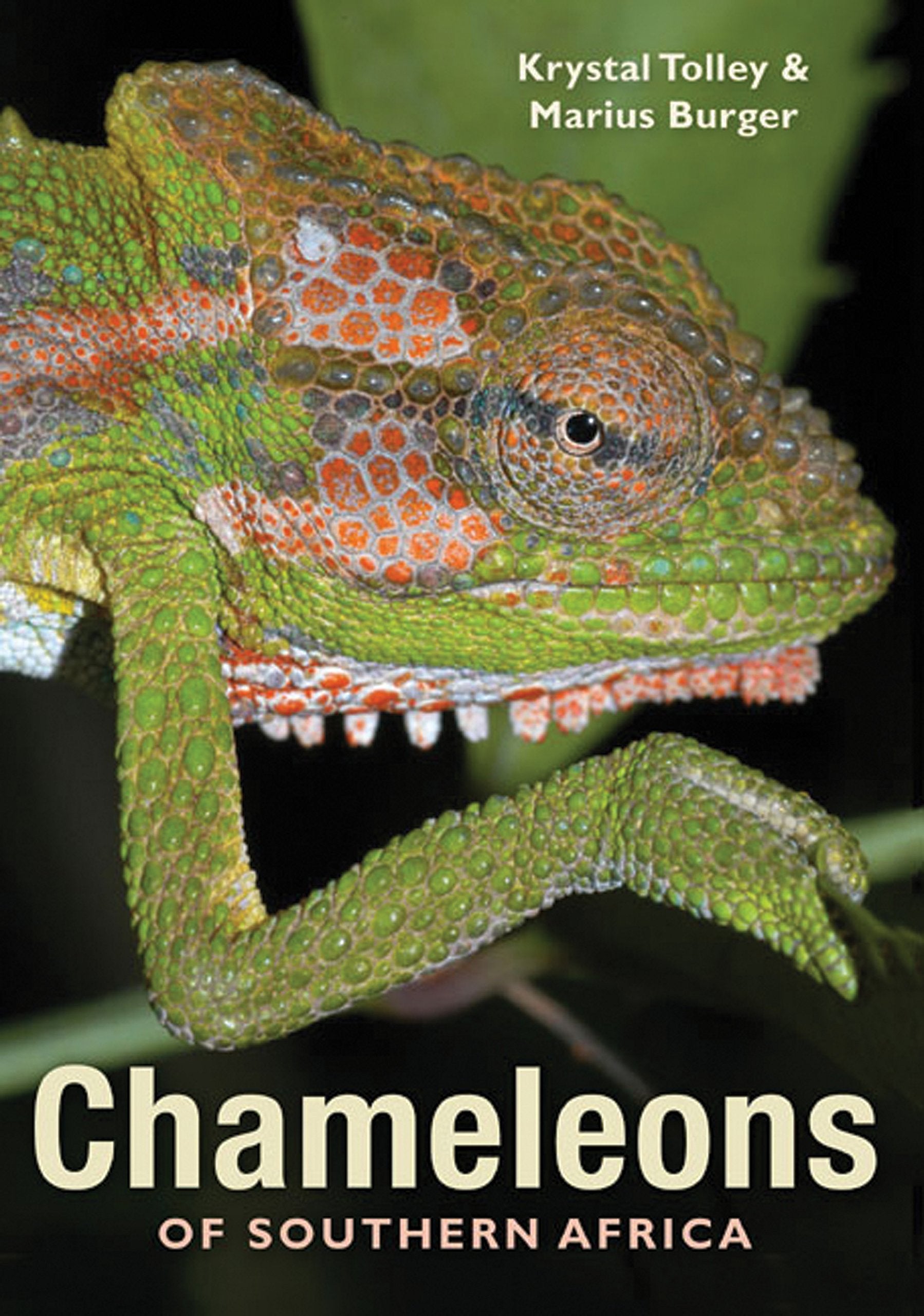 Chameleons of Southern Africa Mathematics
