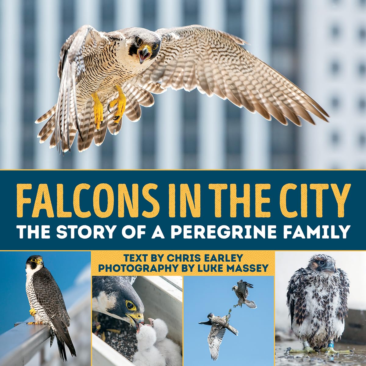 Falcons in the City: The Story of a Peregine Family Non-fiction