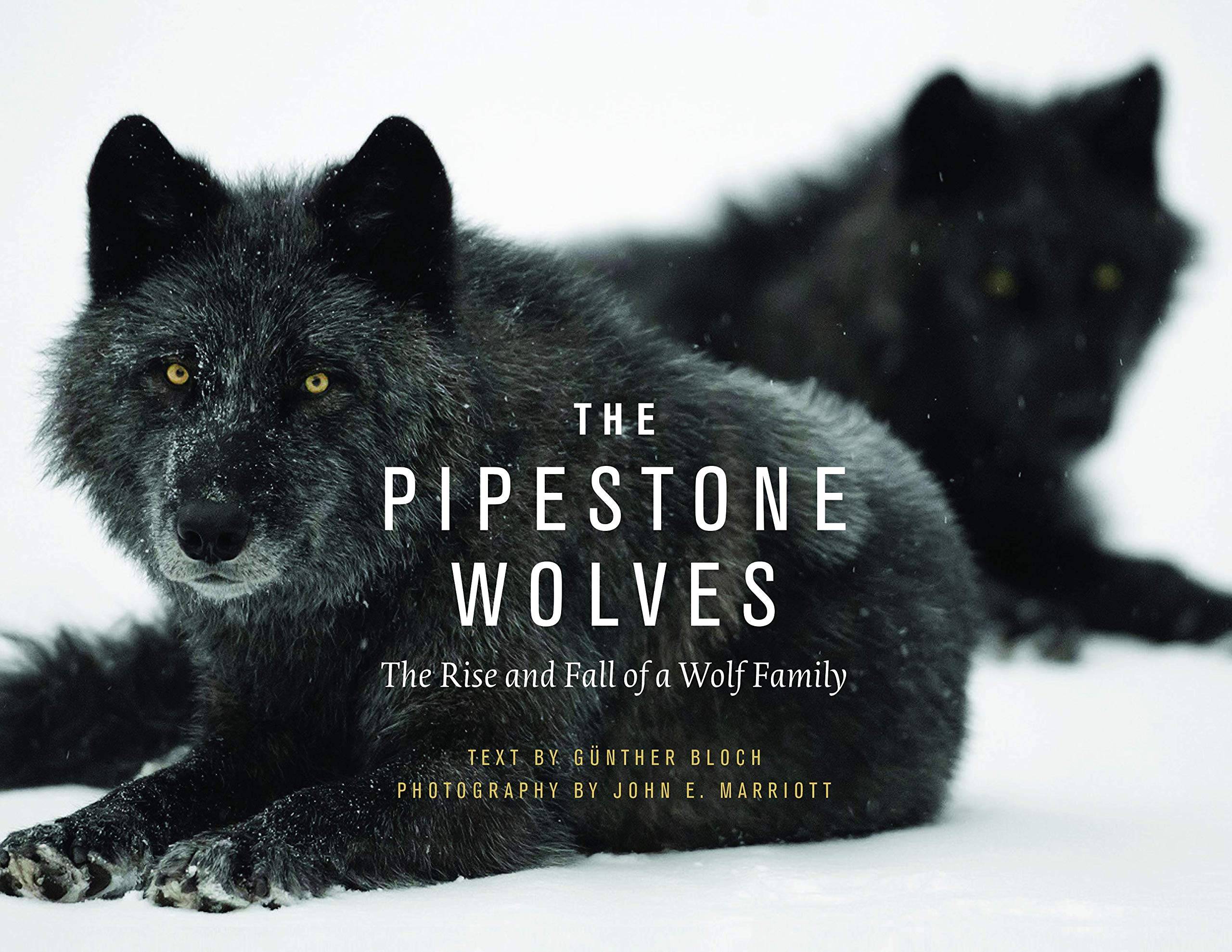 Pipestone Wolves: The Rise and Fall of a Wolf Family Mathematics