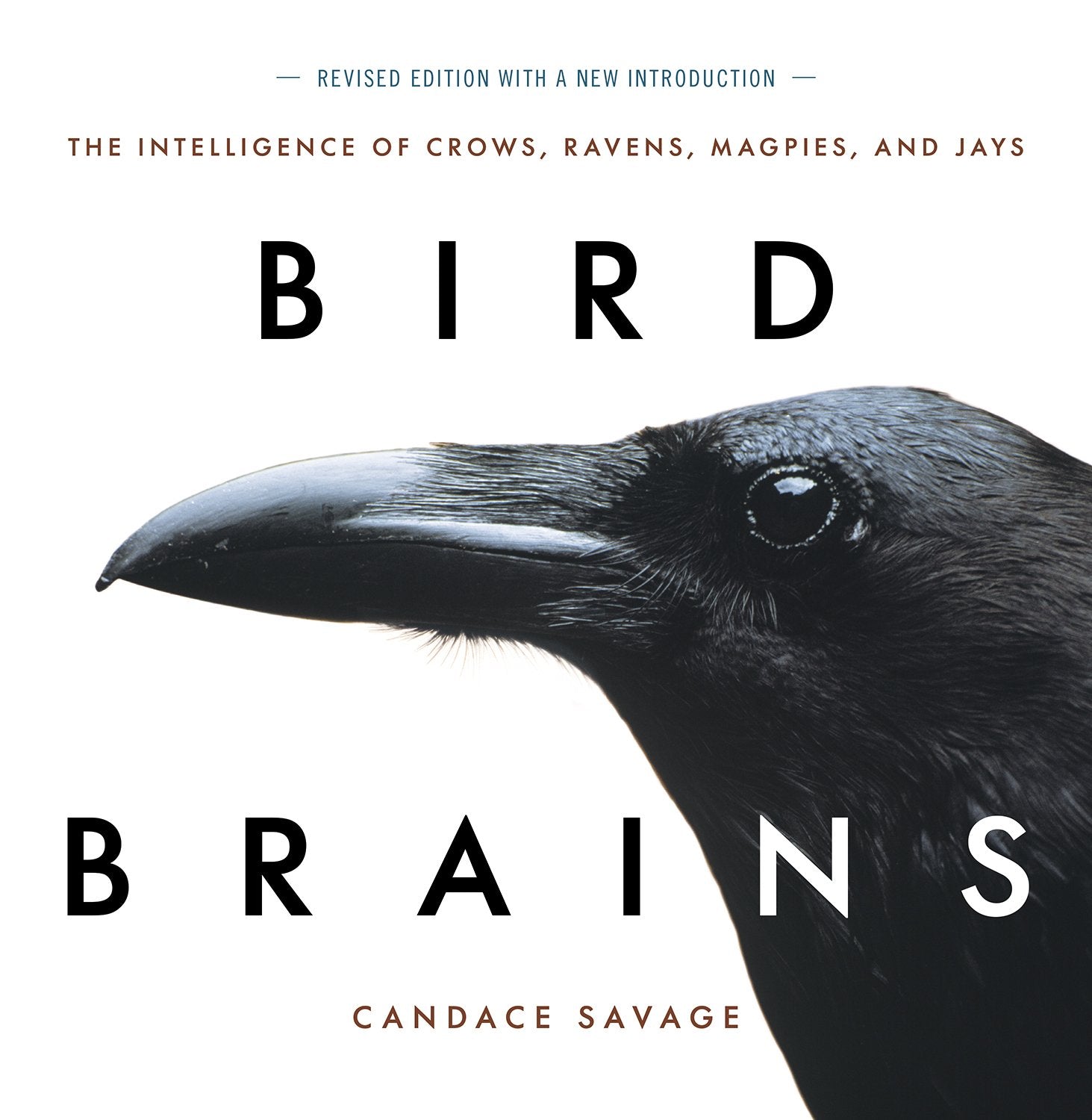 Bird Brains: The Intelligence of Crows, Ravens, Magpies, and Jays Nature & Animals