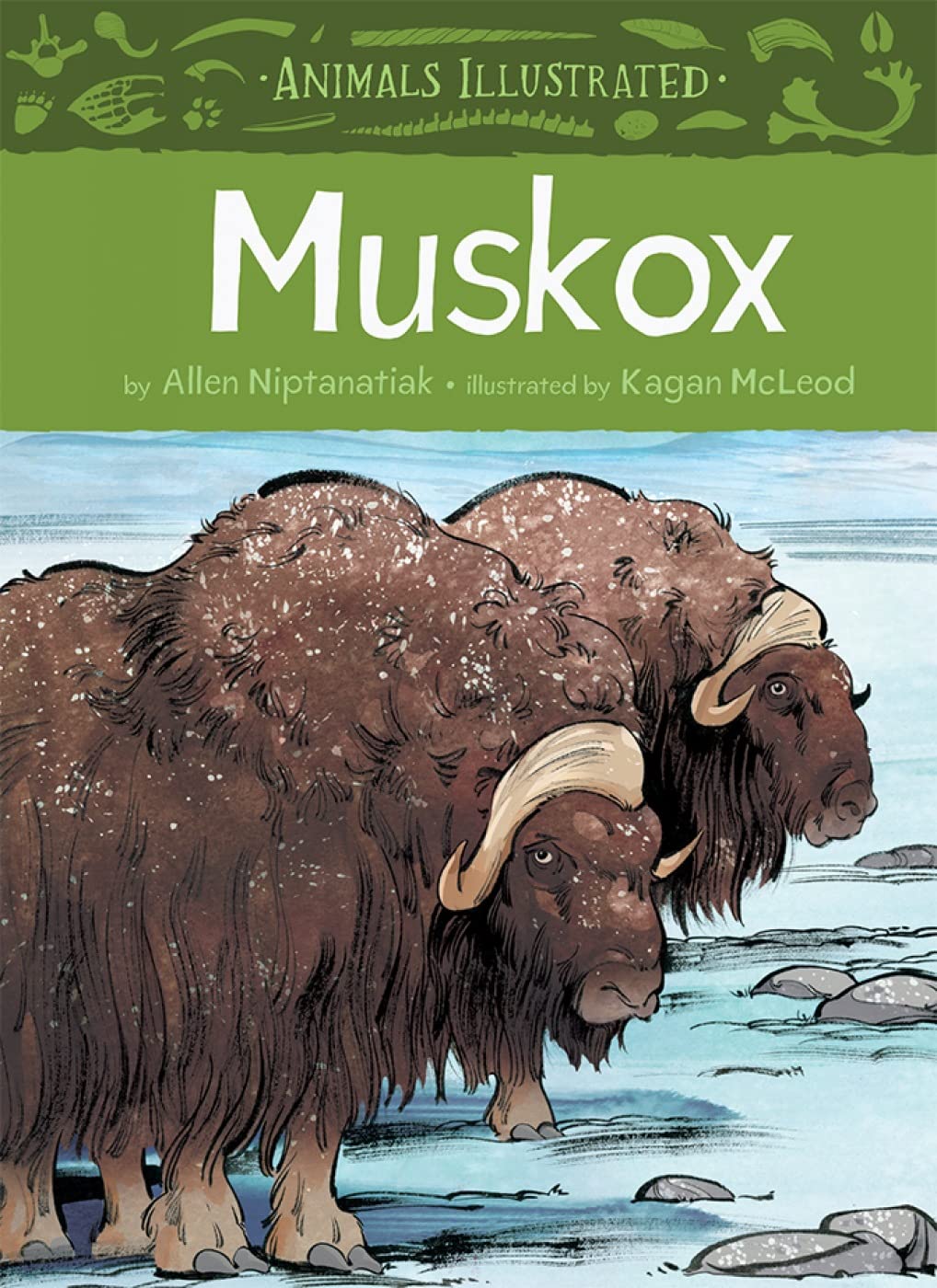 Animals Illustrated: Muskox (English) (Animals Illustrated, 3) Non-fiction