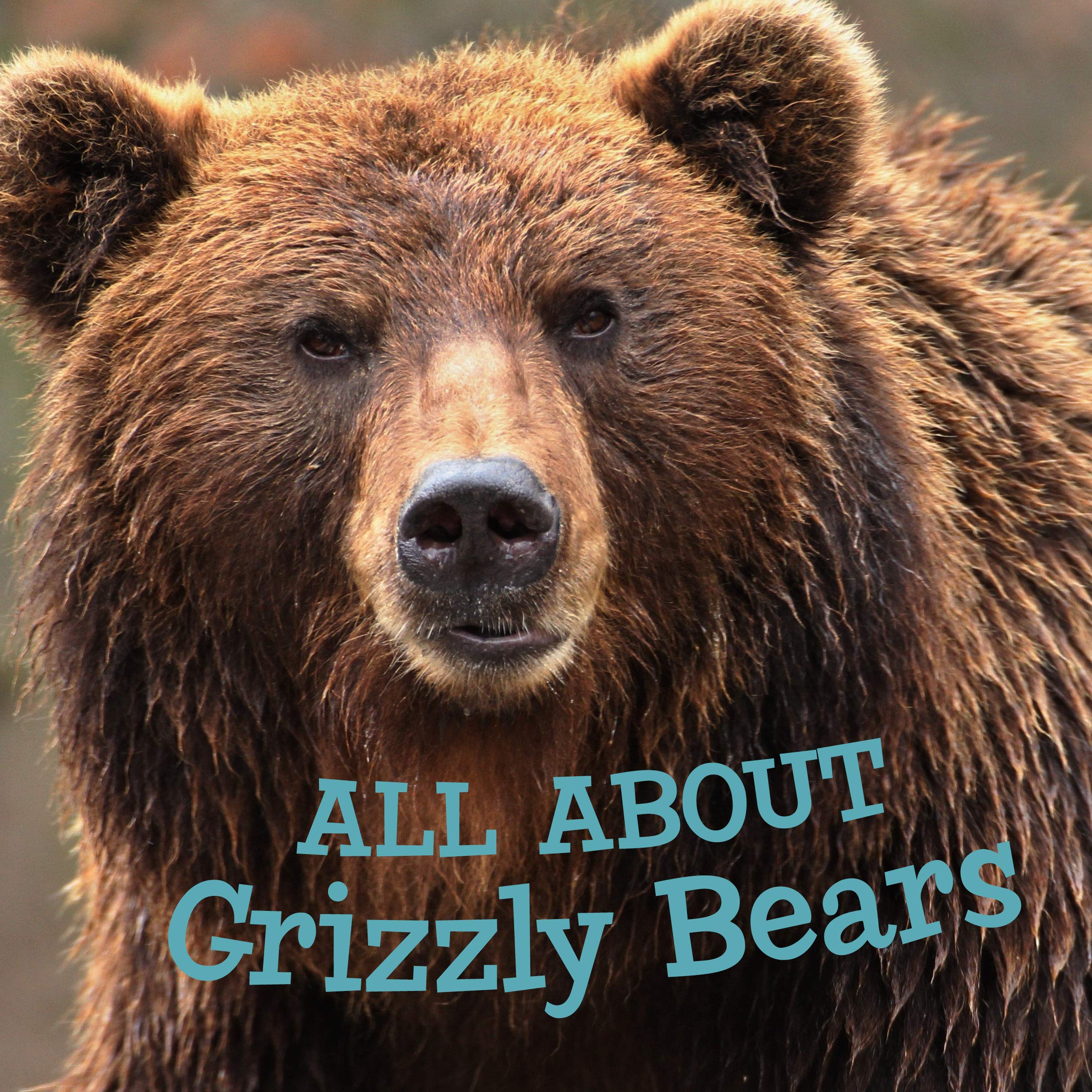 All about Grizzly Bears: English Edition (Nunavummi Reading Series) Non-fiction