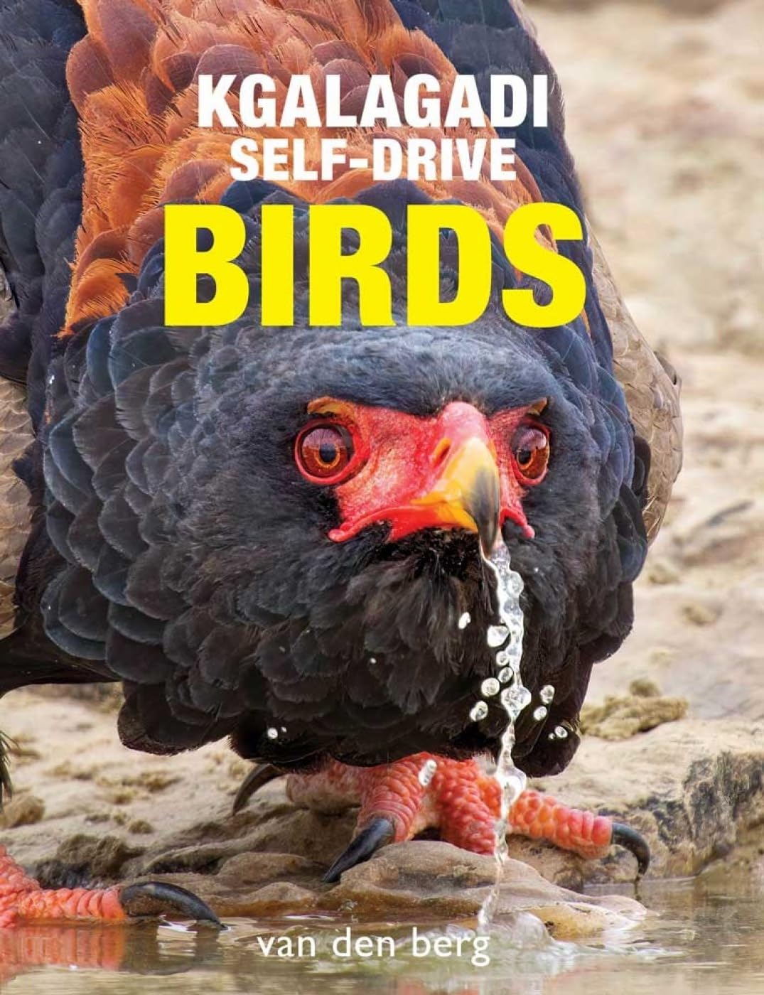 Kgalagadi Self-drive Birds Mathematics