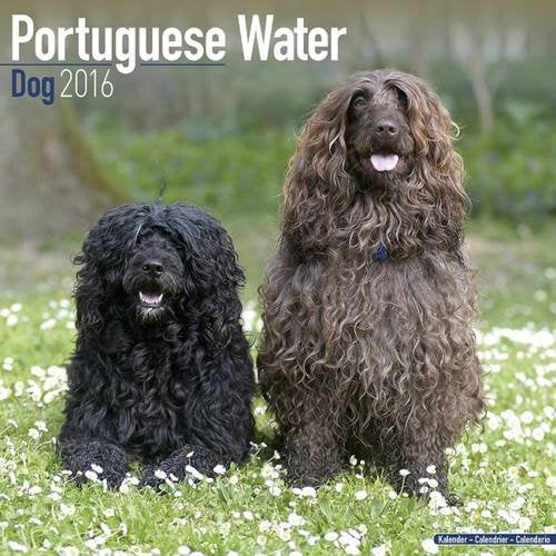 Portuguese Water Dog Calendar 2016 Pets