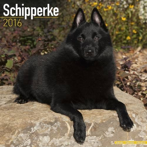 Product Image: Schipperke Calendar 2016