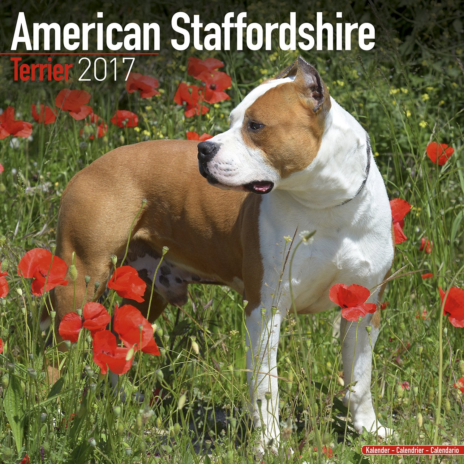 American Staffordshire Bull Terrier Calendar 2017 book