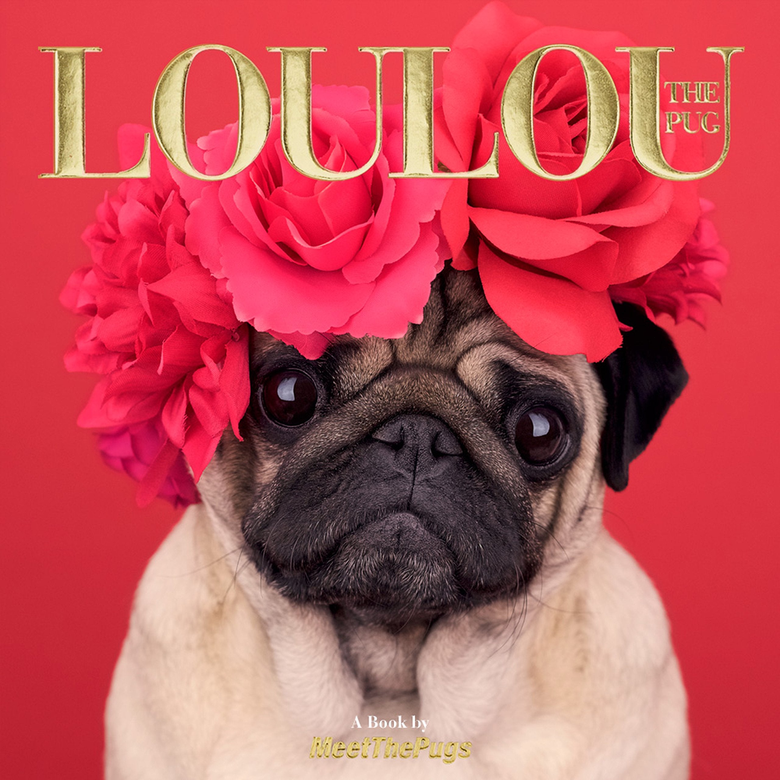 Loulou the Pug: Meet the Pugs Travel