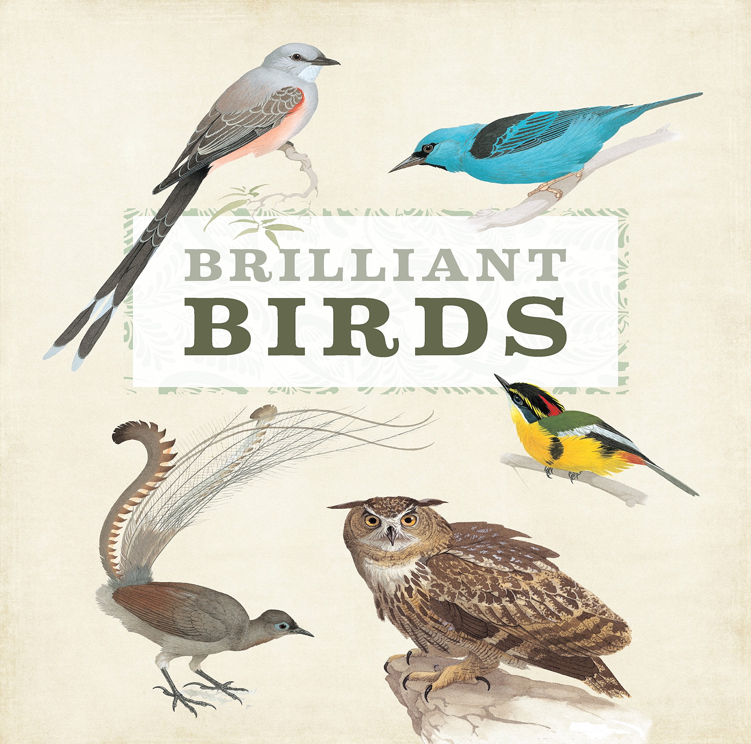 Brilliant Birds: Marveolous Menagerie Reference Books