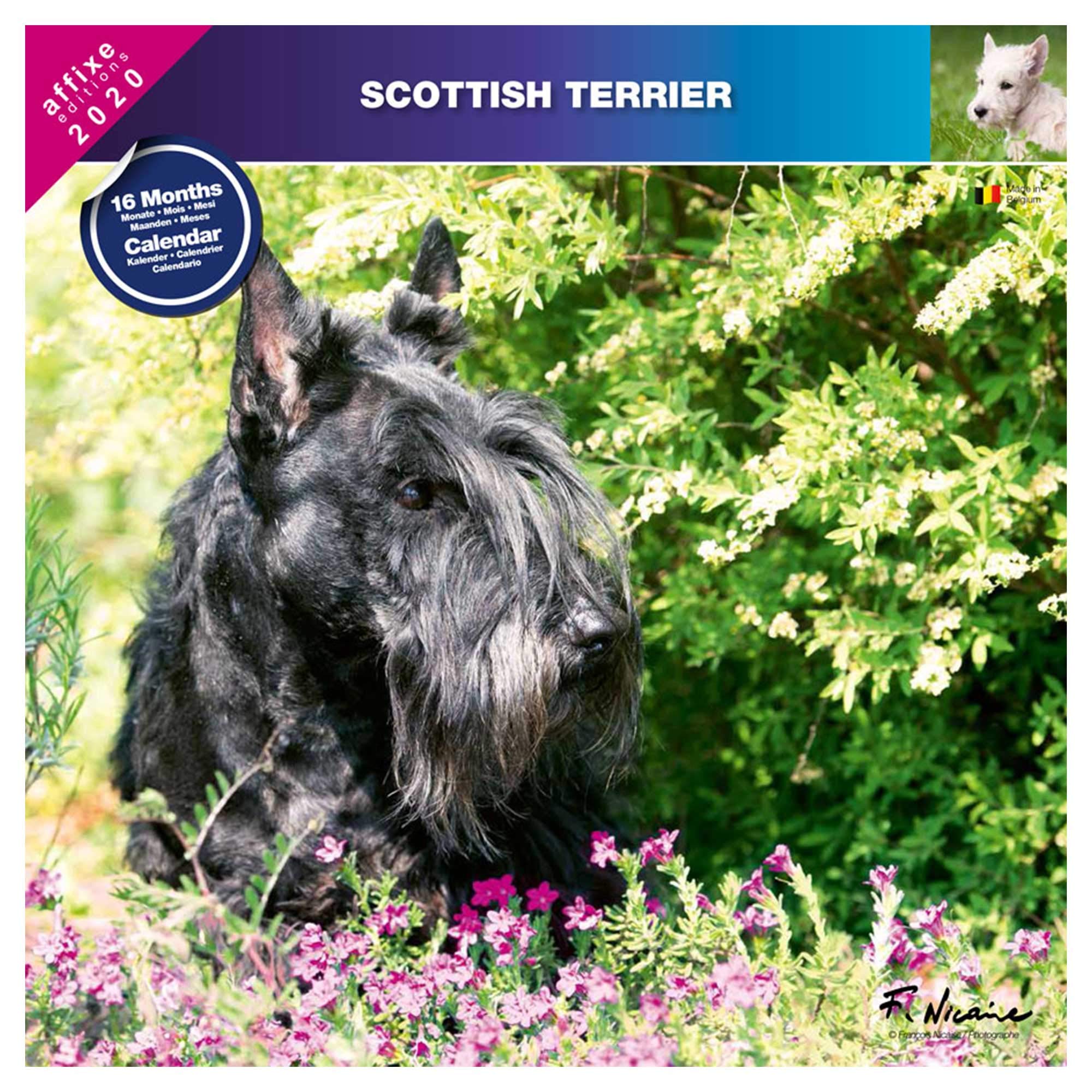 Product Image: Scottish Terrier Calendar 2018