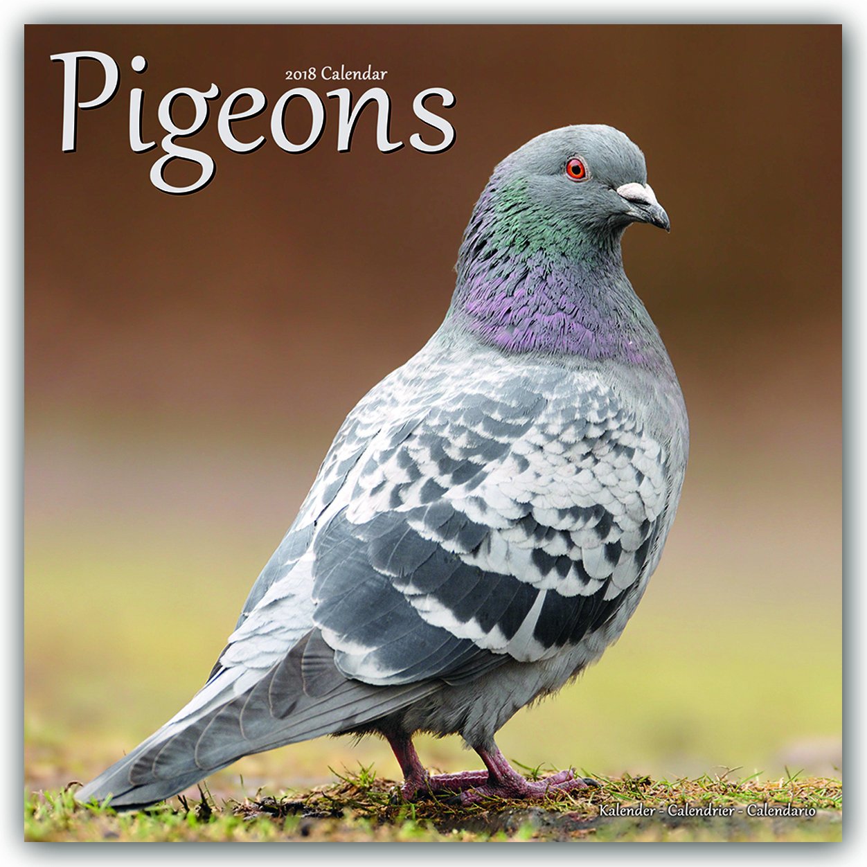 Pigeons - Tauben 2018: Original Avonside-Kalender (Wall-Kalender) Leisure, Home & Garden
