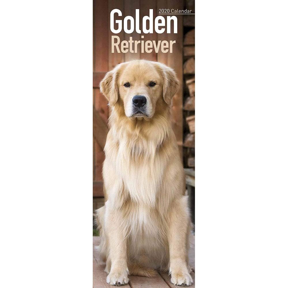 Golden Retriever Slim Calendar 2020 book