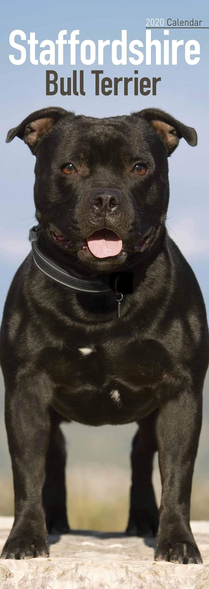 Staffordshire Bull Terrier Slim Calendar 2020 book