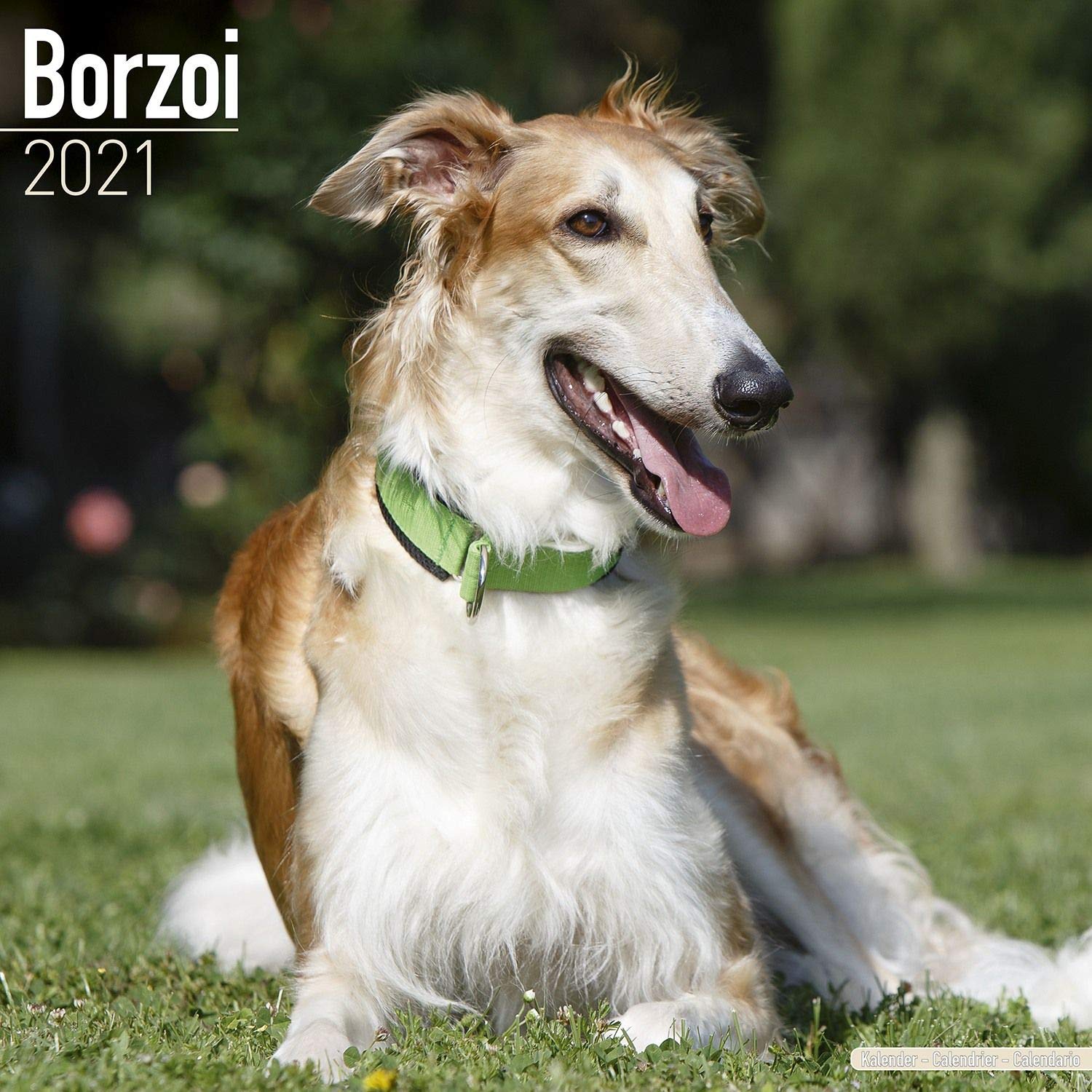 Borzoi – Russischer Wolfshund 2021: Original Avonside-Kalender (Wall-Kalender) Pets
