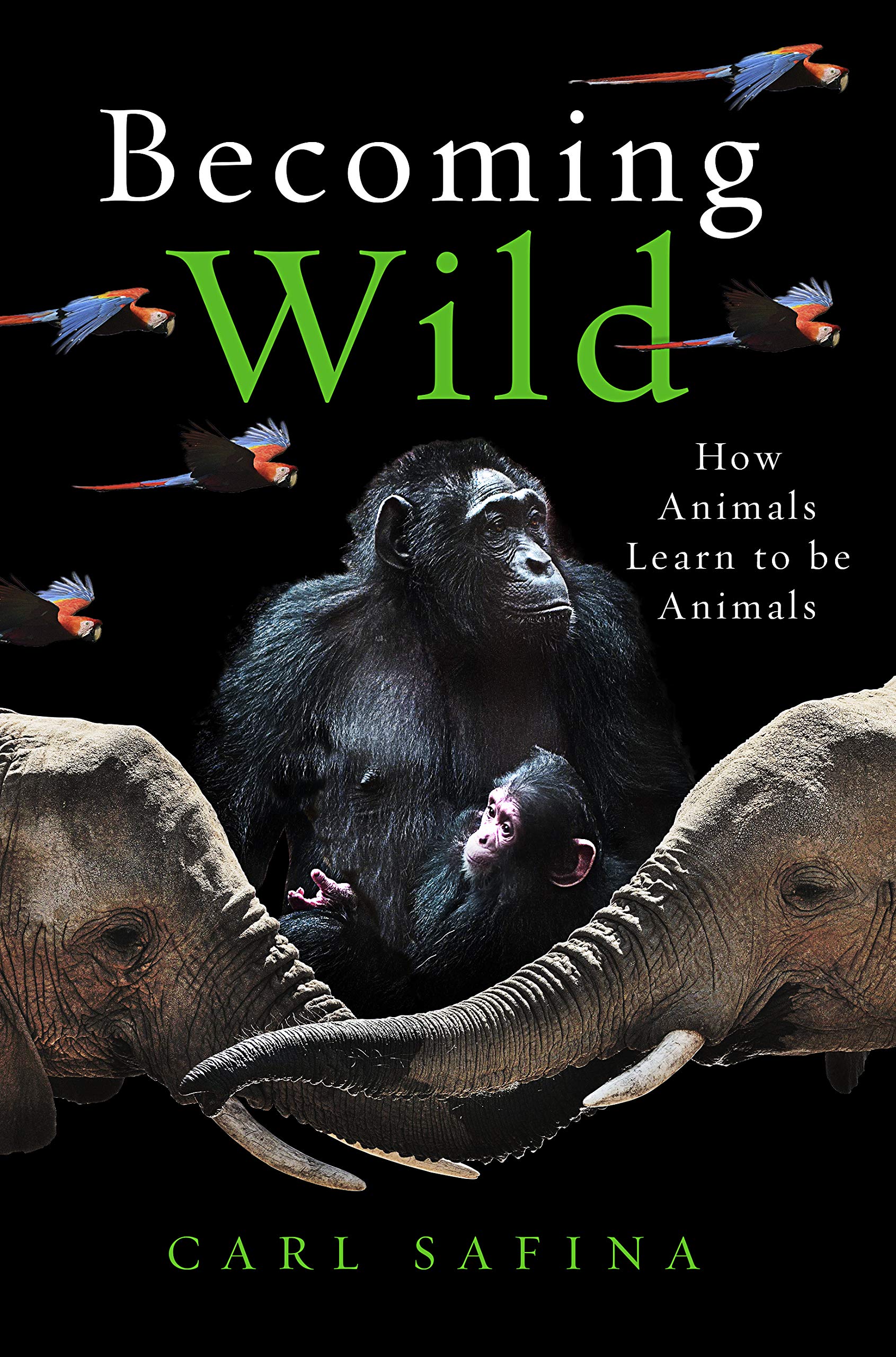 Becoming Wild: How Animals Learn to be Animals Social Sciences