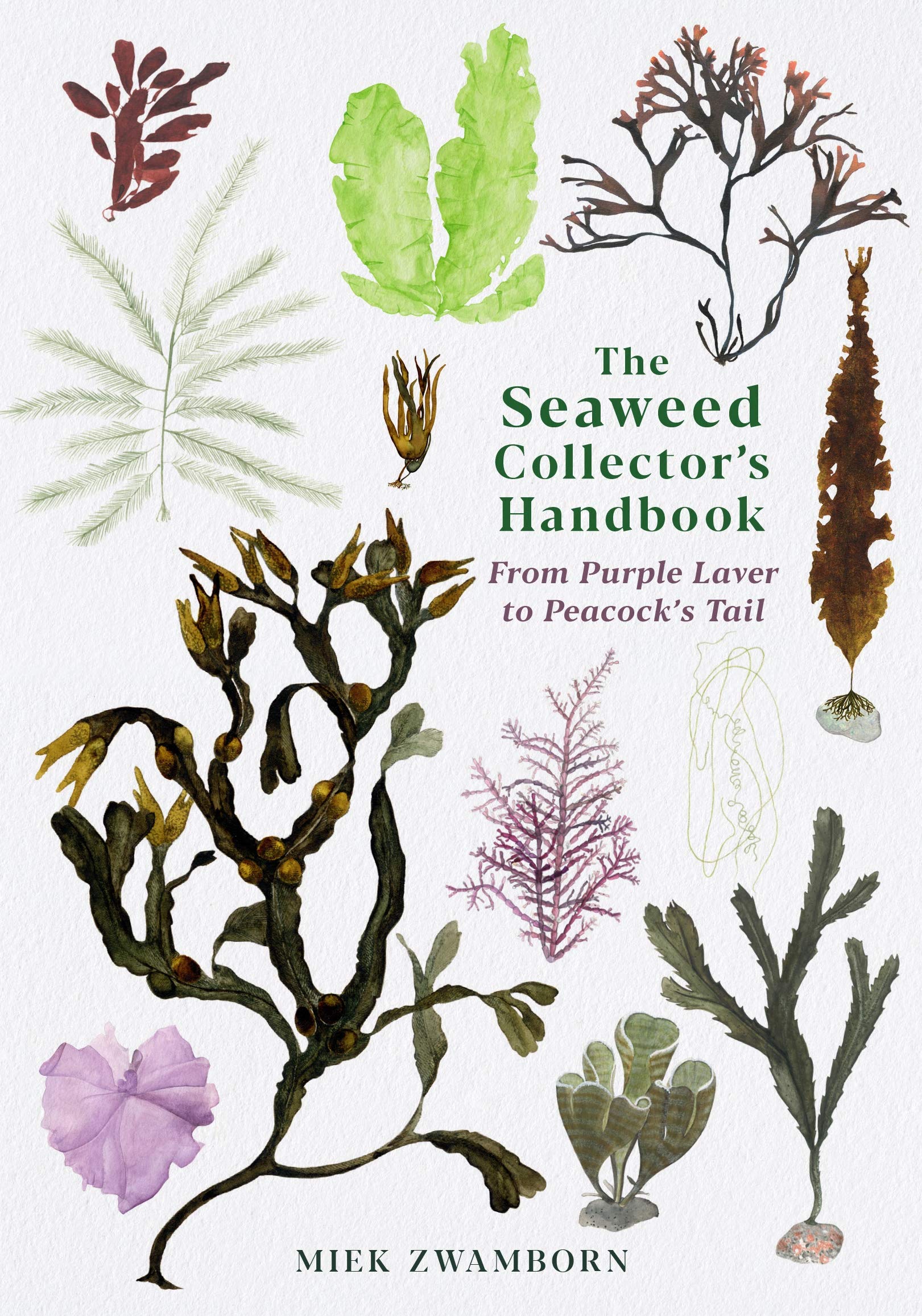 The Seaweed Collector's Handbook: From Purple Laver to Peacock’s Tail Mathematics