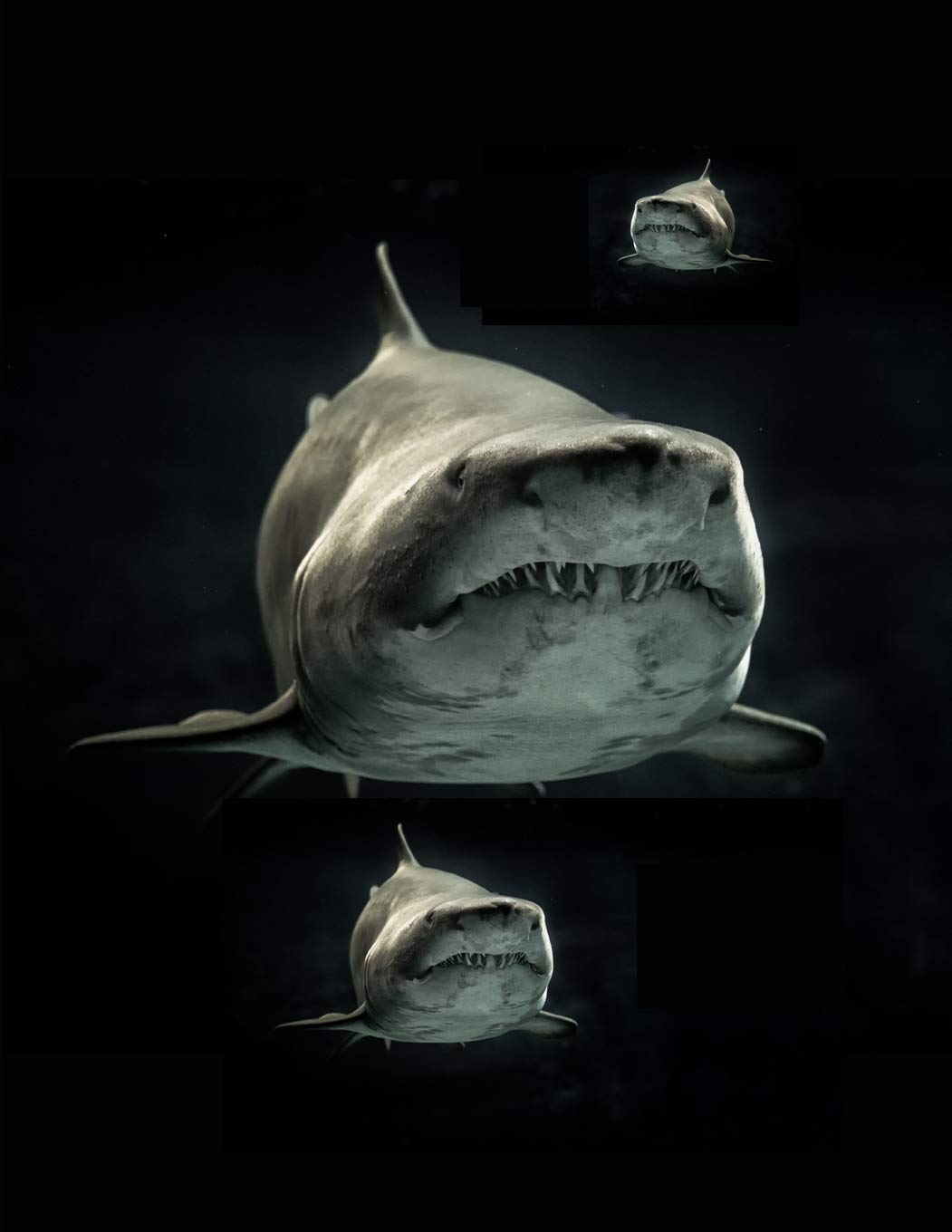 Great White Sharks Notebook Journal 150 Page College Ruled Pages 8.5 X 11 Books