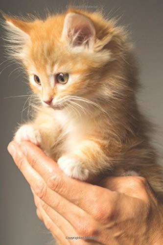Kitten in the Hand - Diary 2019: A daily timed diary with moon phases and observances for everyday use Essays & Short Stories