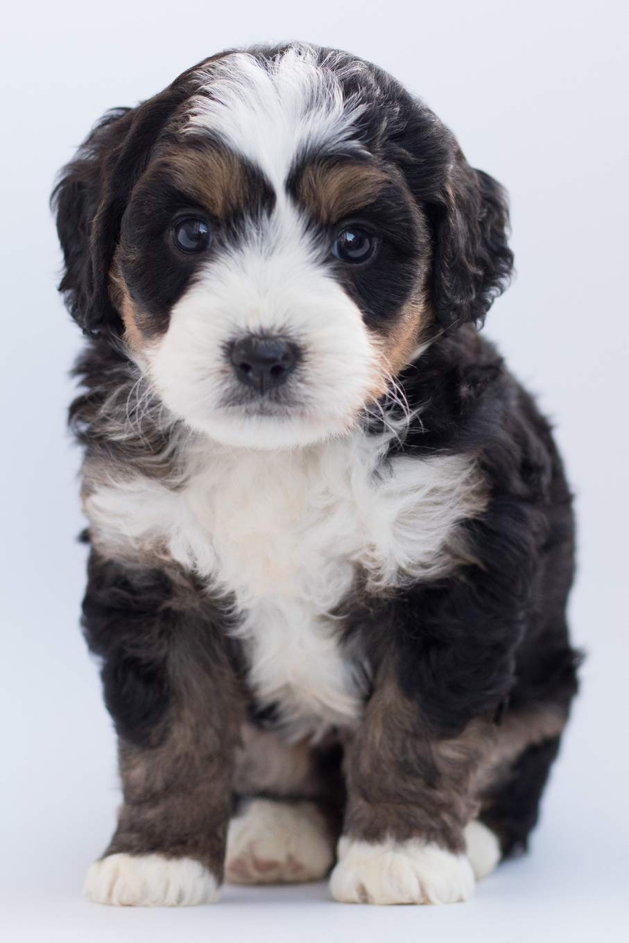 Notes: Lined Notebook | 120 Pages (6 x 9 inches) | Ruled Writing Journal With A Bernese Mountain Dog Puppy Cover Social Sciences