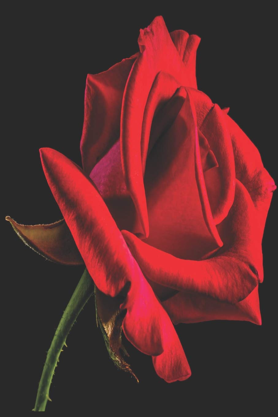 Notes: Lined Notebook | 120 Pages (6 x 9 inches) | Ruled Writing Journal With A Vibrant Red Rose Against A Black Background Cover Social Sciences