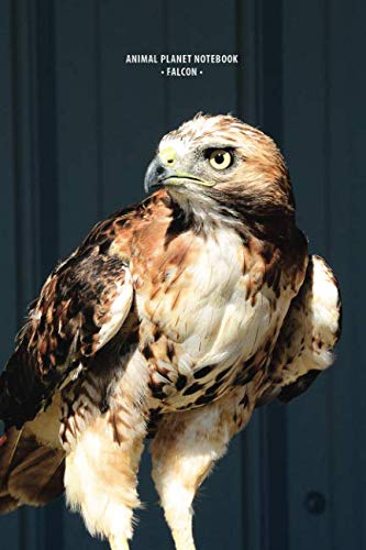 ANIMAL PLANET NOTEBOOK: FALCON: Notebook with animal, Motivational Notebook, Journal, Diary (110 Pages, Blank, 6 x 9) Mathematics