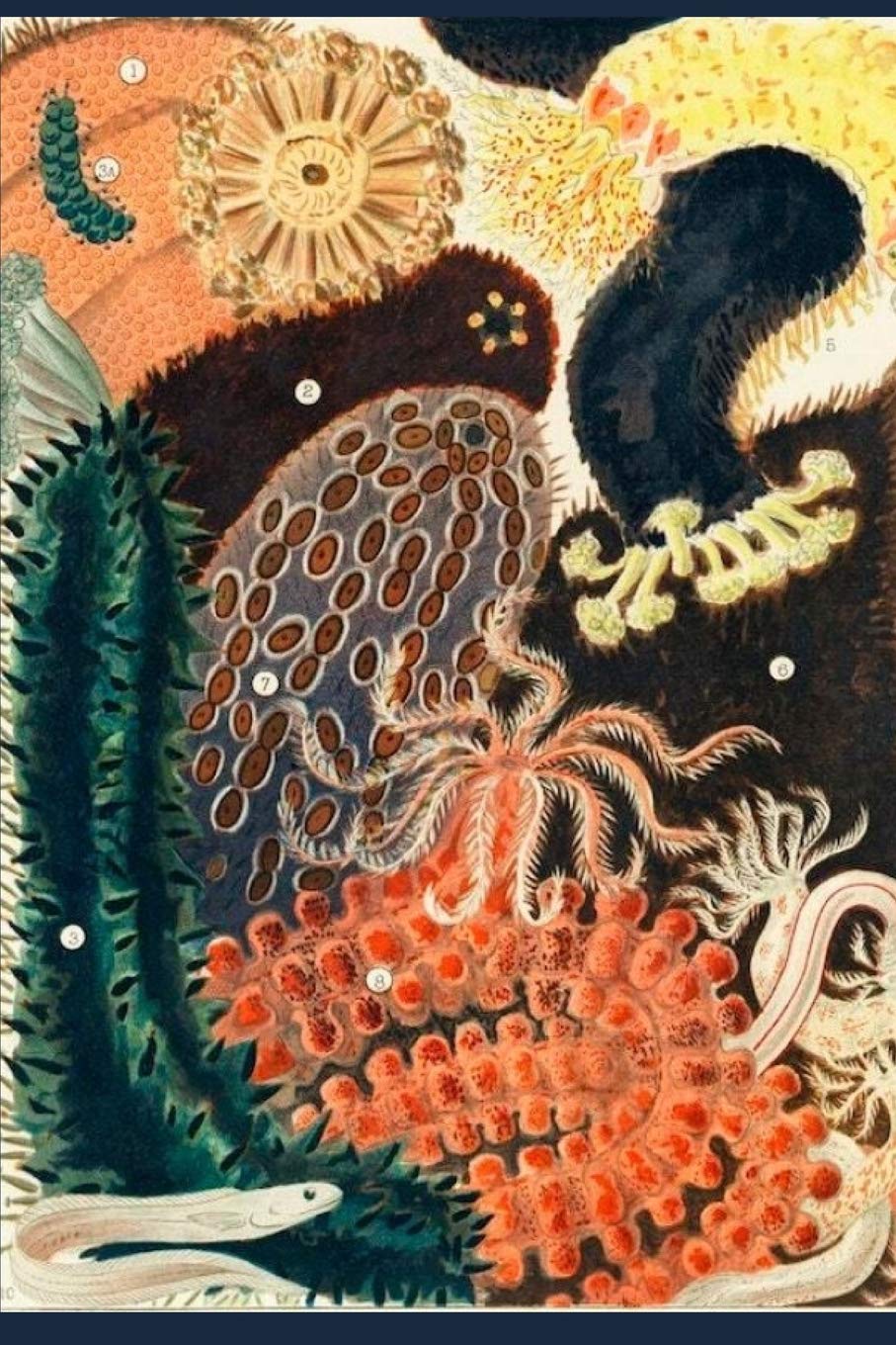 The Great Barrier Reef Journal: Research and Writing Notebook 6 x 9 120 pages lined for notes Mathematics
