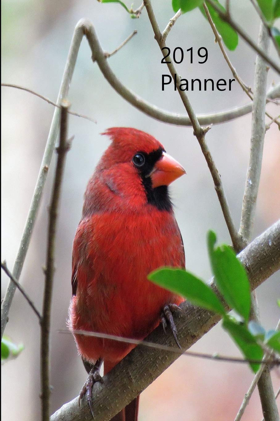 2019 Planner: 6 x 9 Cardinal Planner with 53 pages. January 2019 through December 2019. Books
