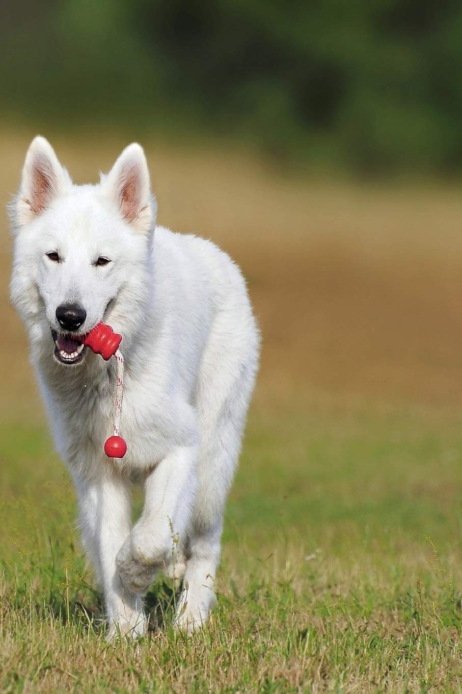 SWISS SHEPHERD: The White Swiss Shepherd Dog became the 219th pedigree dog breed to be recognized by the Kennel Club in October 2017. The breed is ... Group on the Imported Breed Register. Business, Finance & Career