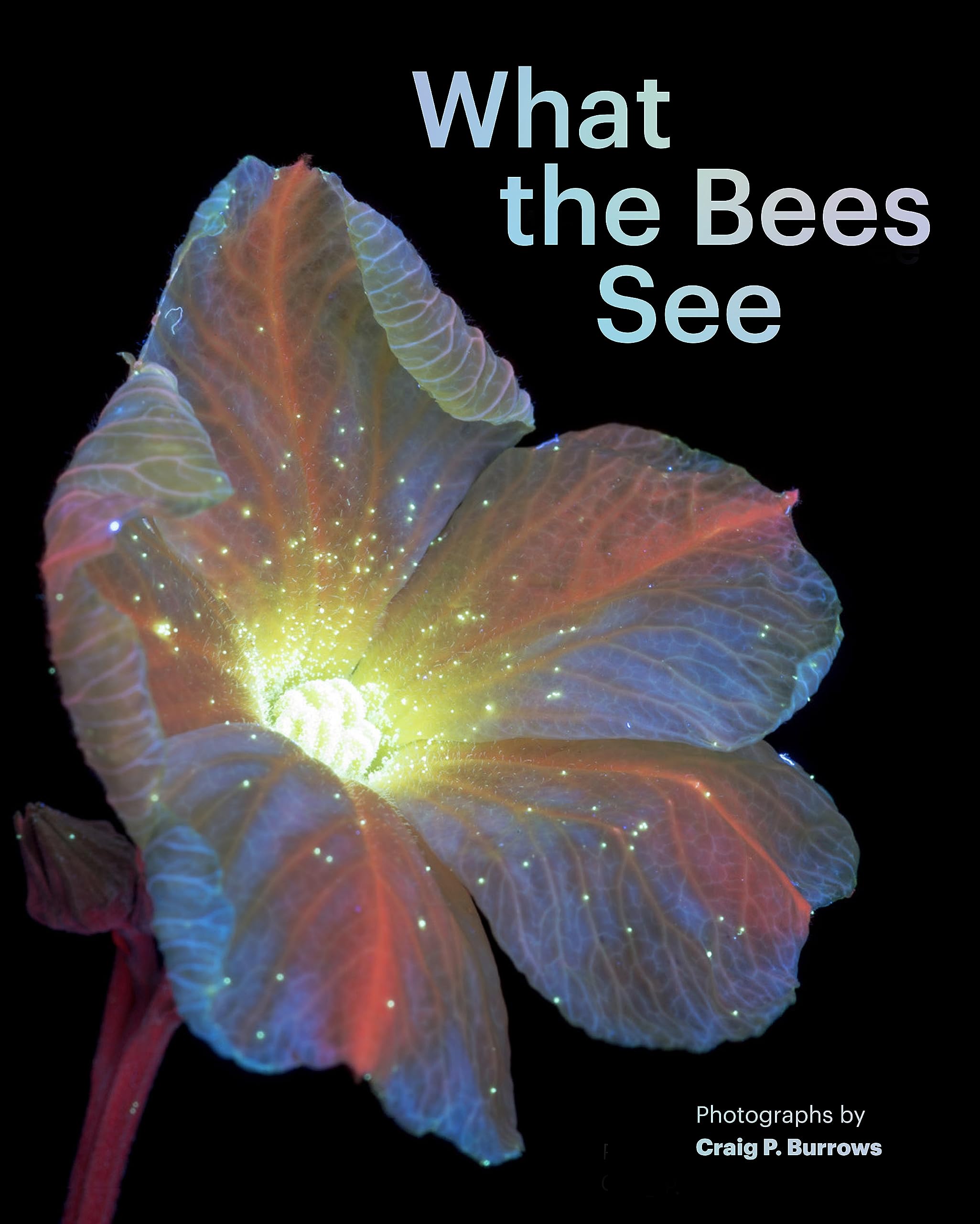 What the Bees See: A Honeybee's Eye View of the World book