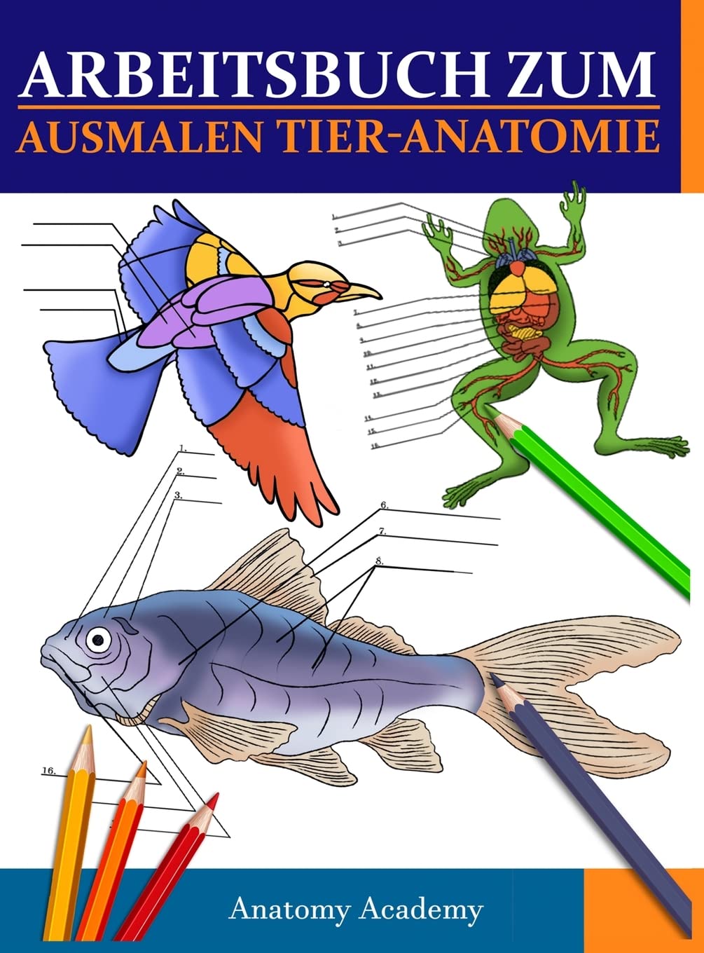 Arbeitsbuch Zum Ausmalen Tier-Anatomie book