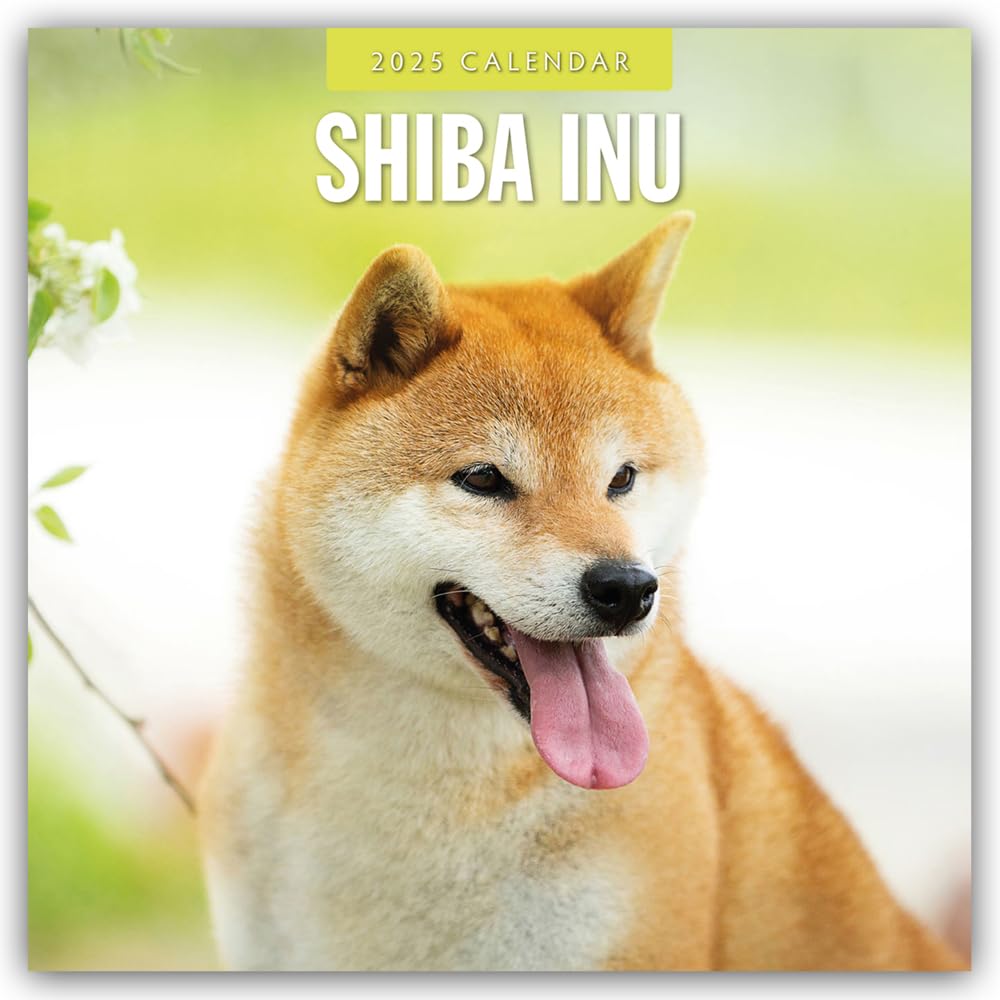 Shiba Inu 2025 – 16-Monatskalender: Original Red Robin Publishing Ltd-Kalender (Wall-Kalender) Calendars