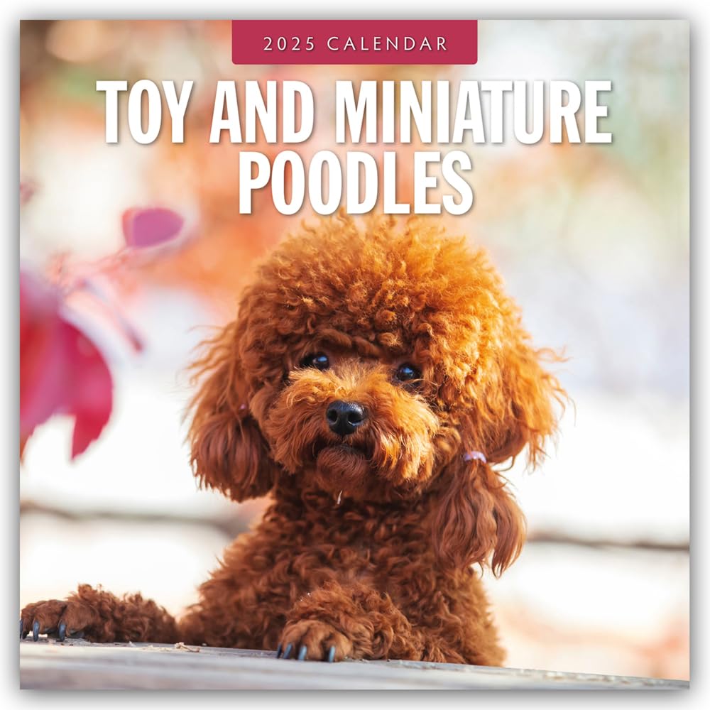 Toy and Miniature Poodles – Zwergpudel 2025 – 16-Monatskalender: Original Red Robin Publishing Ltd-Kalender (Wall-Kalender) Calendars