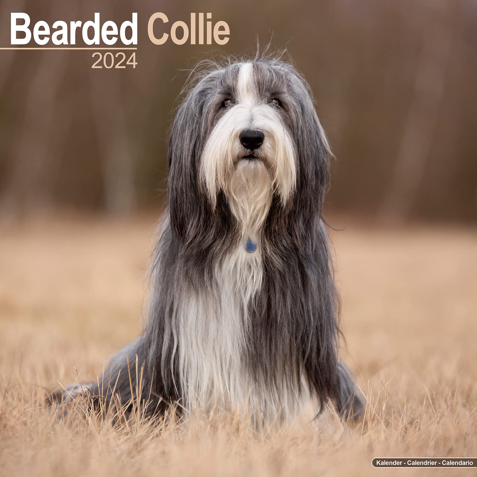 Bearded Collie 2024 - 16-Monatskalender: Original Avonside-Kalender (Wall-Kalender) Pets