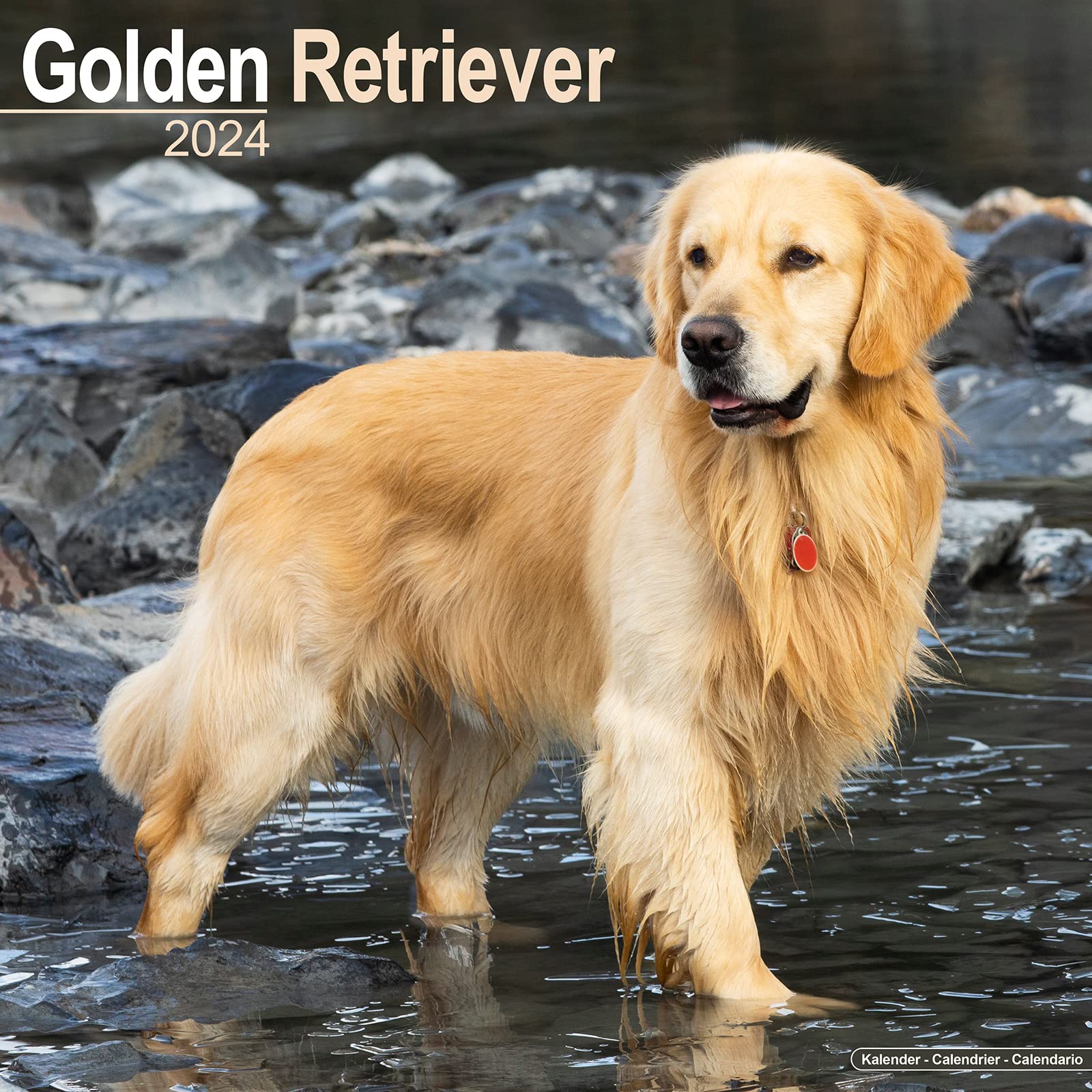 Golden Retriever 2024 - 16-Monatskalender: Original Avonside-Kalender (Wall-Kalender) Pets