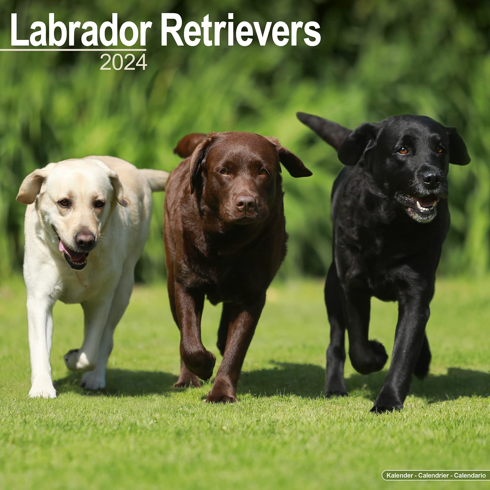 Labrador Retriever 2024 - 16-Monatskalender: Original Avonside-Kalender (Wall-Kalender) Pets