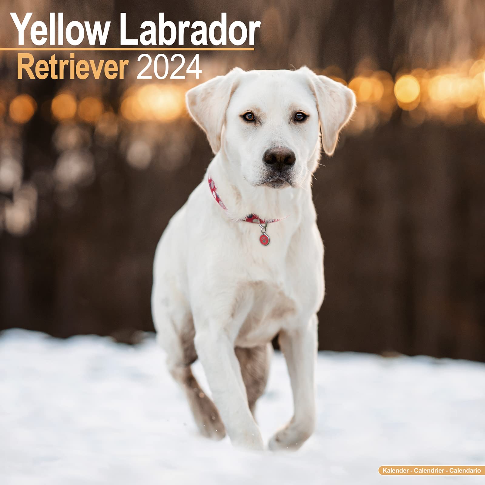 Yellow Labrador Retriever - Gelber Labrador 2024 - 16-Monatskalender: Original Avonside-Kalender (Wall-Kalender) Pets