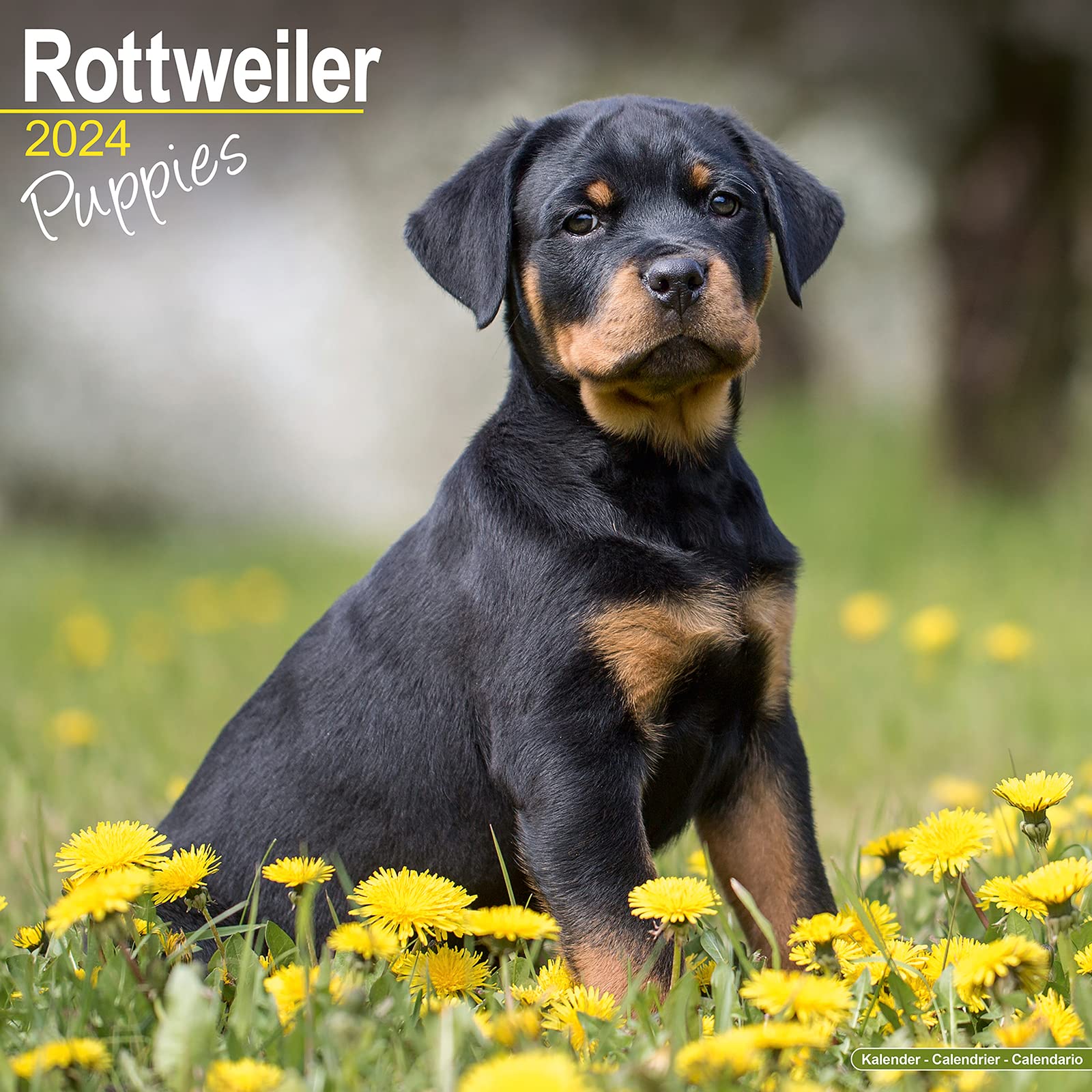 Rottweiler Puppies – Rottweiler Welpen 2024 – 16-Monatskalender: Original Avonside-Kalender (Wall-Kalender) Pets