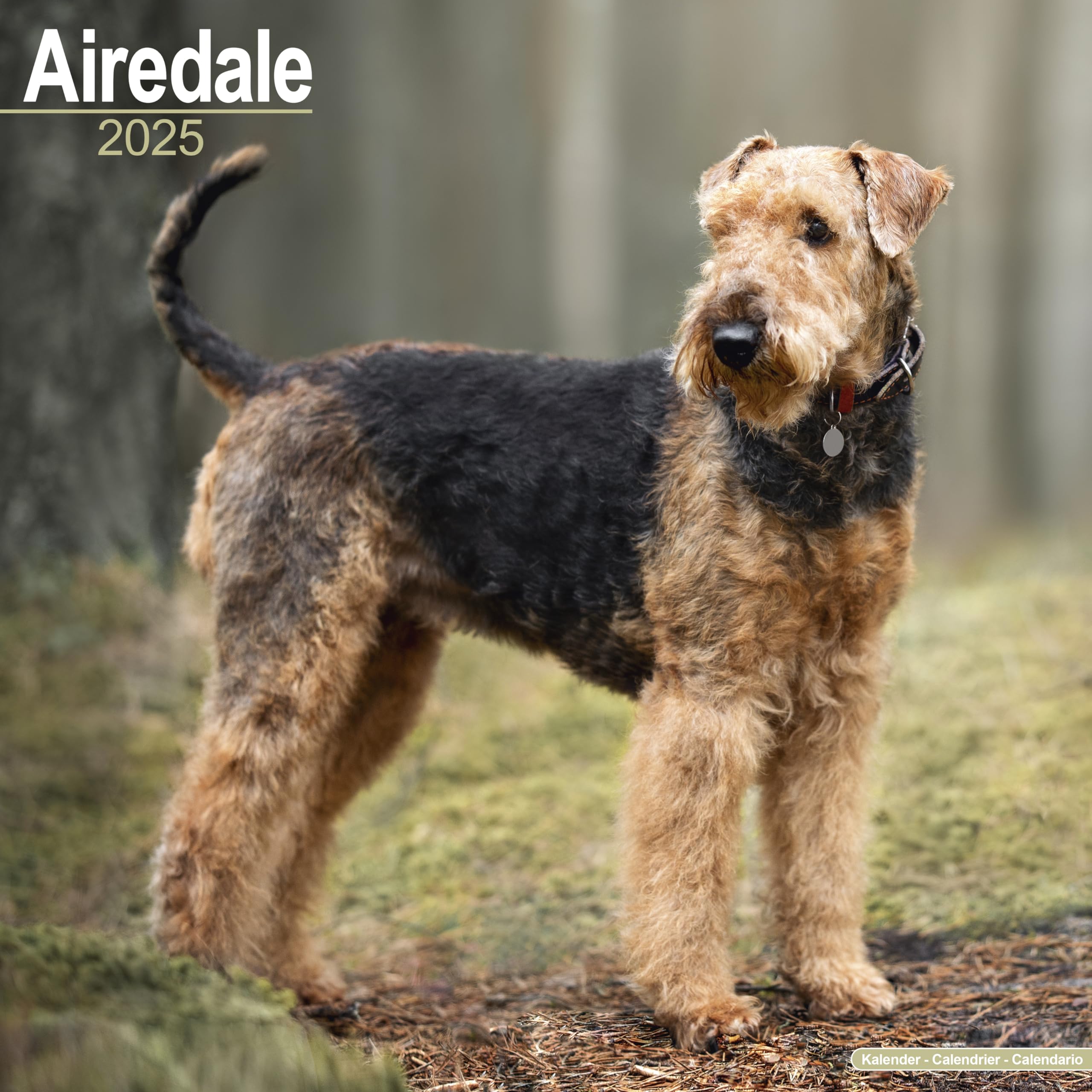 Airedale Calendar 2025 Square Dog Breed Wall Calendar - 16 Month book