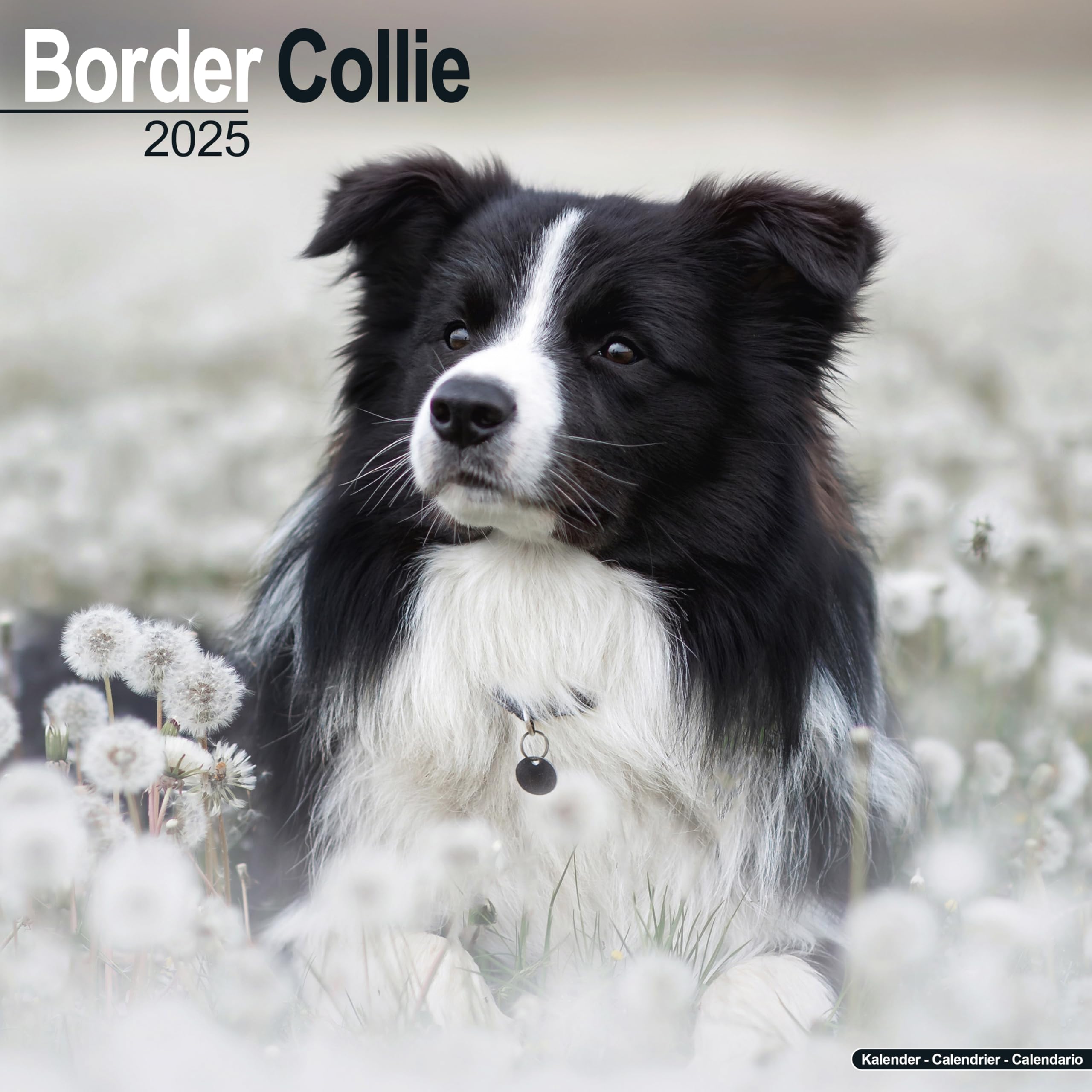 Border Collie 2025 - 16-Monatskalender: Original Avonside-Kalender (Wall-Kalender) Pets