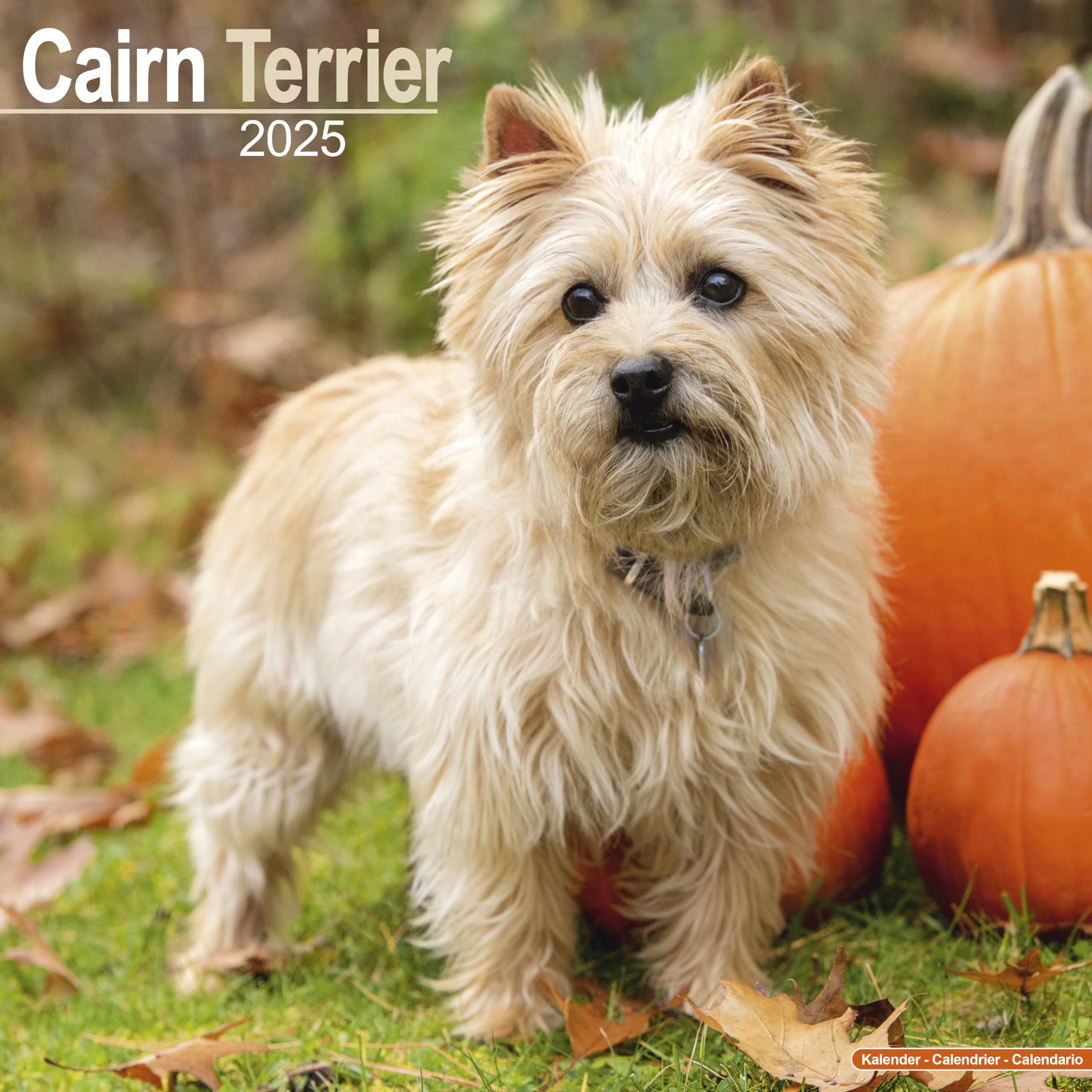 Cairn Terrier – Cairn Terrier 2025 – 16-Monatskalender: Original Avonside-Kalender (Wall-Kalender) Pets